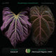Anthurium besseae aff x ('Magenta' x 'RVDP')