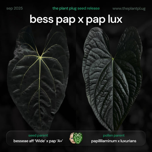 Anthurium bess pap x pap lux • germinated seeds