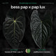 Anthurium bess pap x pap lux • germinated seeds
