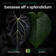Anthurium besseae aff x splendidum • germinated seeds
