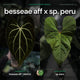 Anthurium besseae aff 'Elektra' x sp. 'Peru Velvet'
