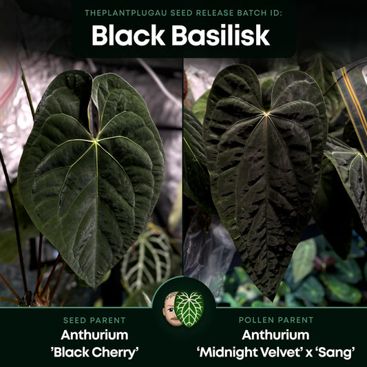Anthurium #BlackBasilisk '1' • select plant