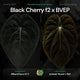 Anthurium Black Cherry f2 x BVEP • germinated seeds