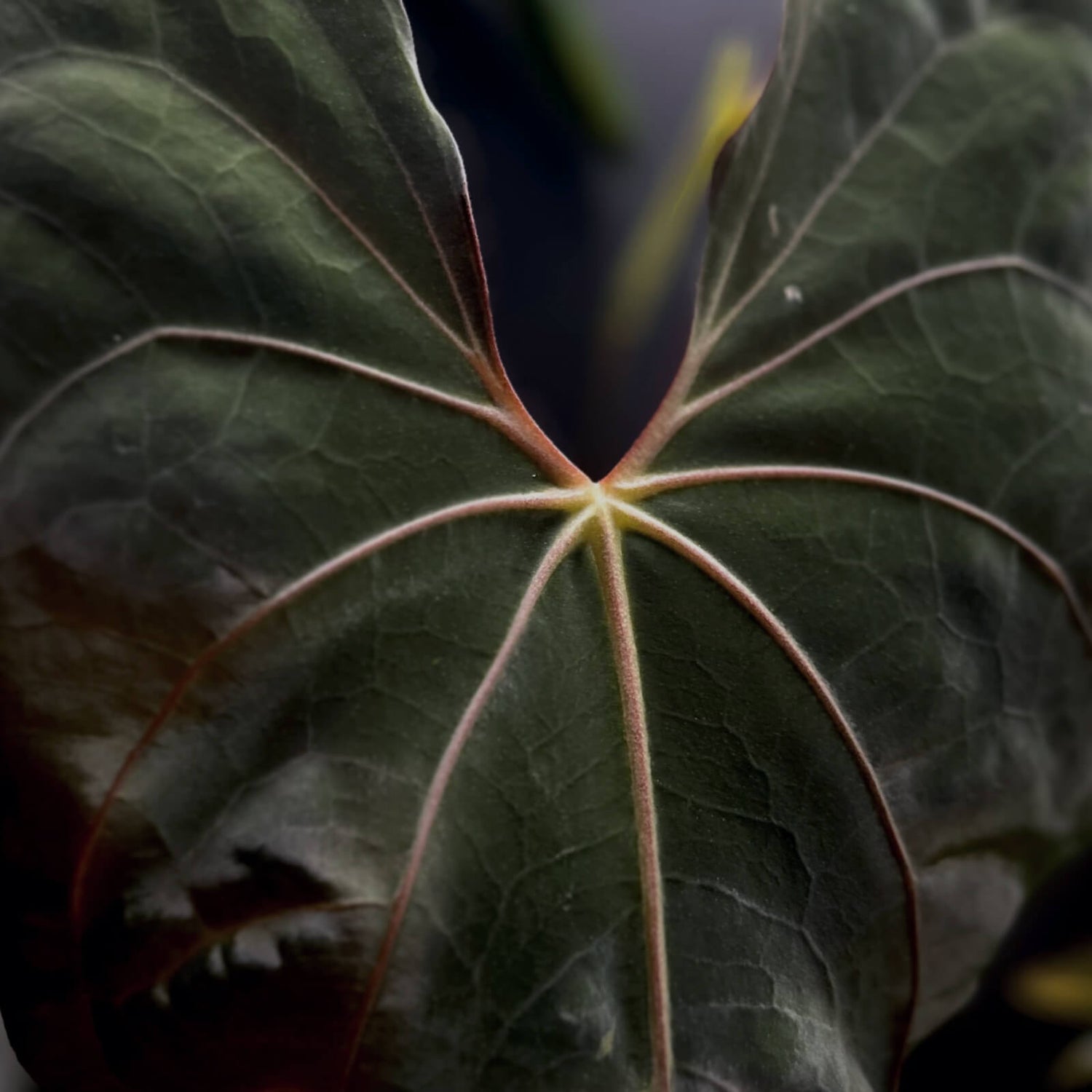 anthurium black cherry Anthurium Black Cherry pap f2 • germinated seeds – The Plant Plug