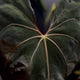 Anthurium Black Cherry pap f2 • germinated seeds