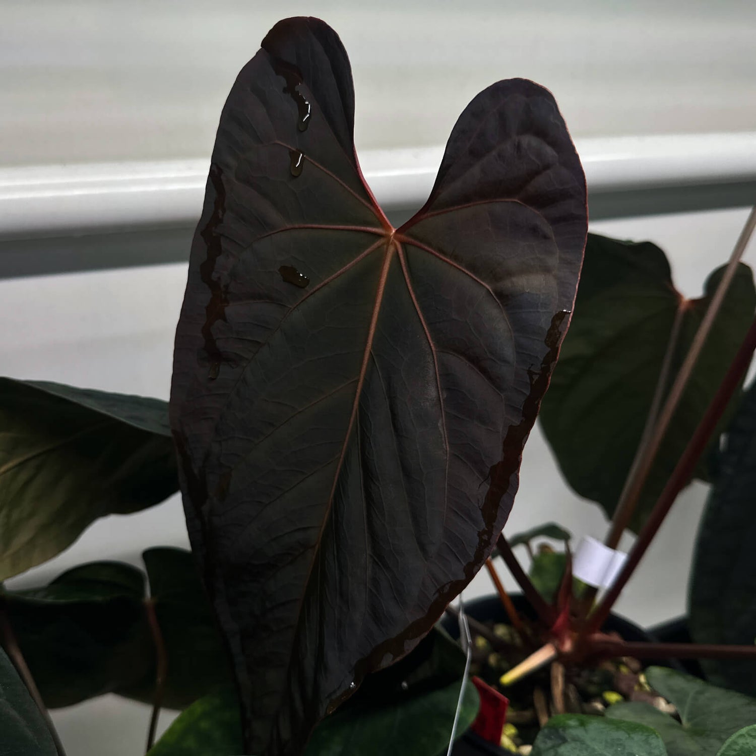 anthurium black cherry Anthurium (Black Cherry x pap) x carladress x pap RL s1 • germinated s – The Plant Plug