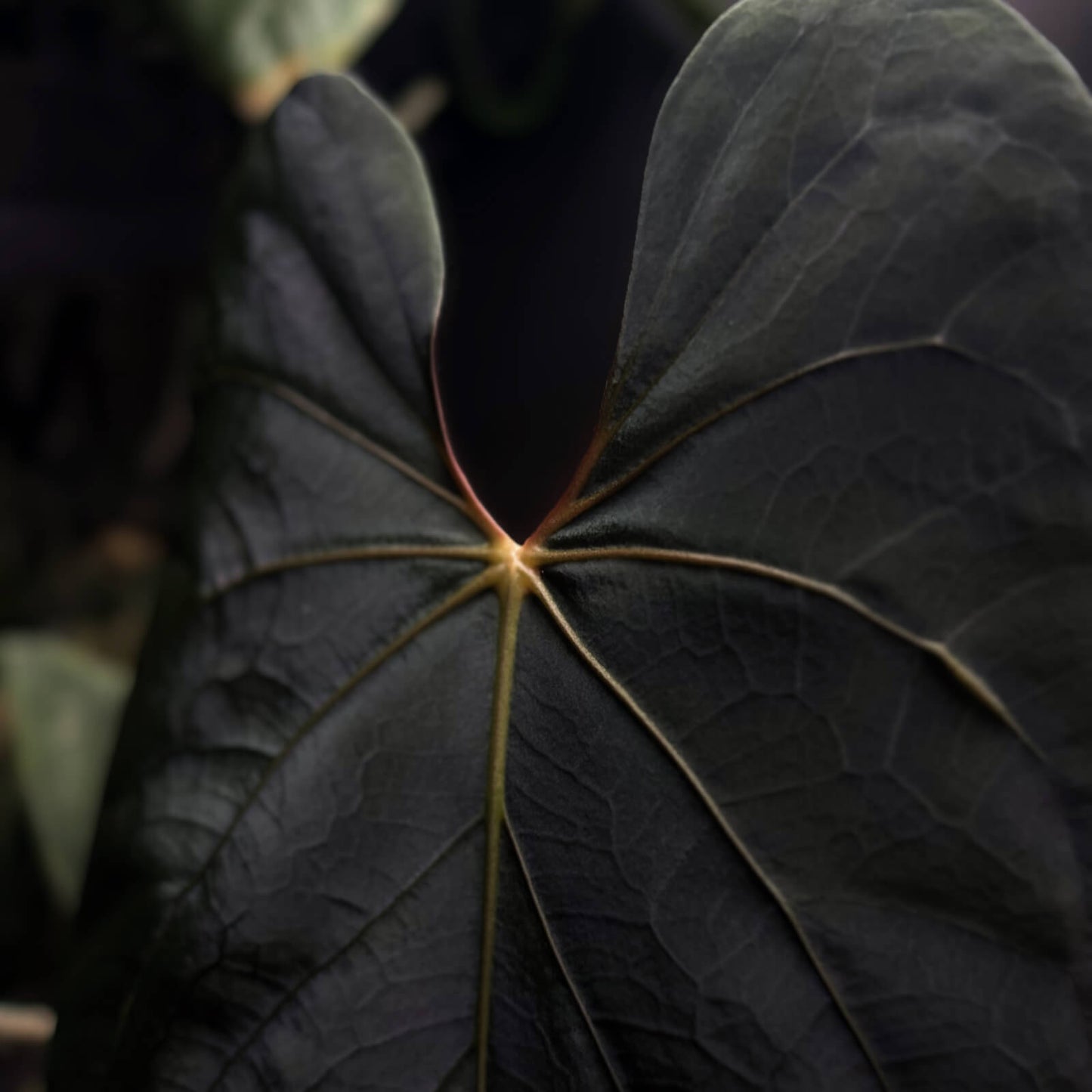 Anthurium Baphomet x BC pap • germinated seeds