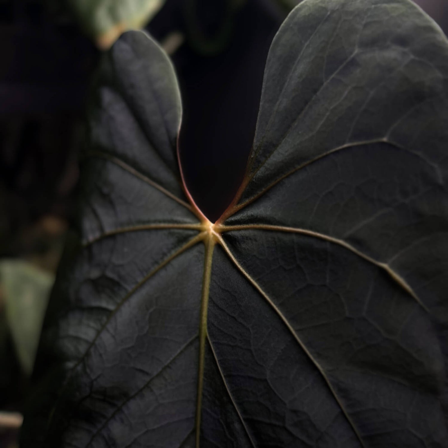 Anthurium Baphomet x BC pap • germinated seeds