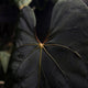 Anthurium Baphomet x BC pap • germinated seeds