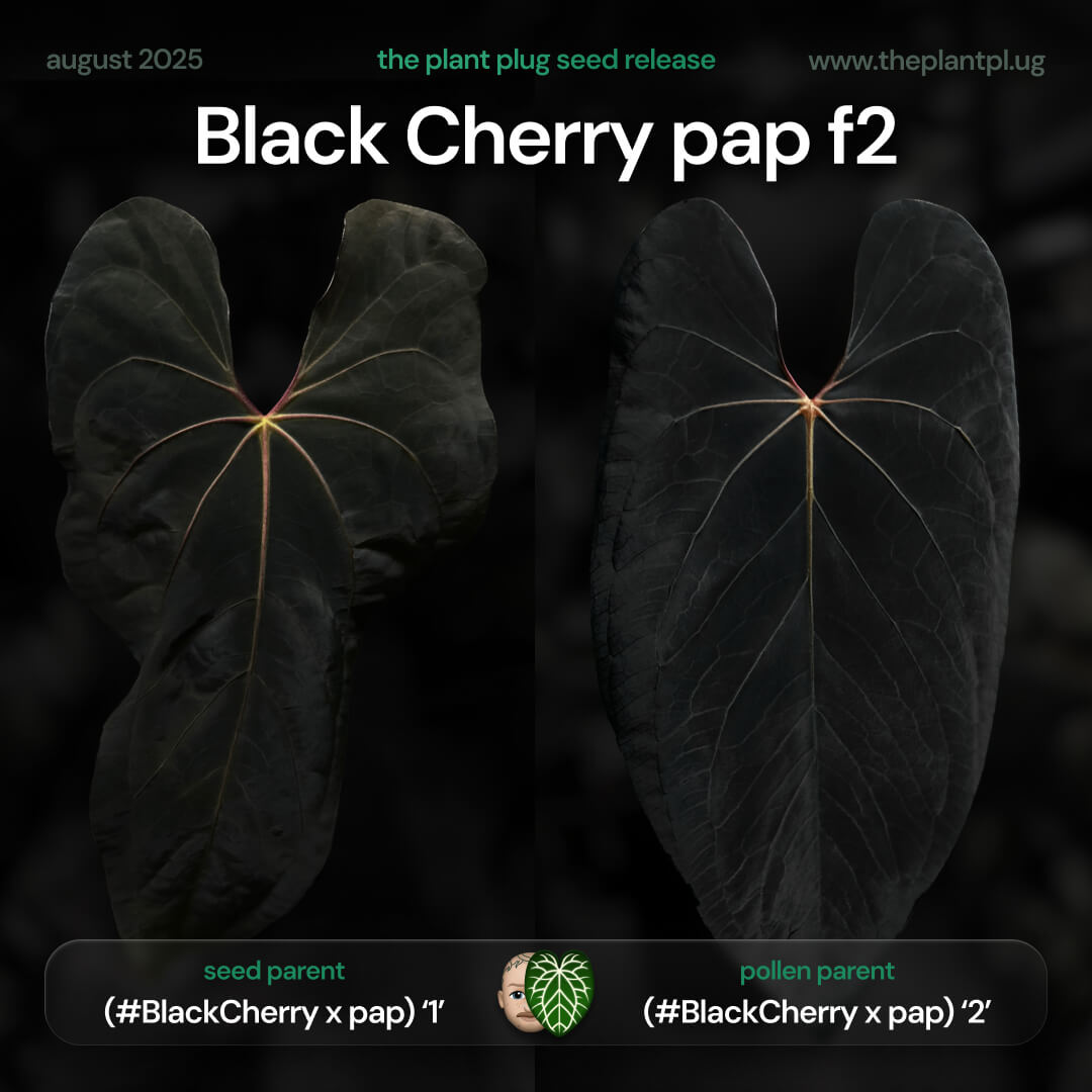 Anthurium Black Cherry pap f2 • germinated seeds