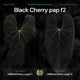 Anthurium Black Cherry pap f2 • germinated seeds