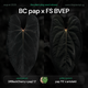 Anthurium BC pap x FS BVEP • germinated seeds