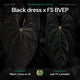 Anthurium Black dress x FS antolakii • germinated seeds