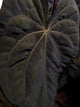 Anthurium ('Blackx' x 'Hoffx') x ('Black' x) • variegated seeds