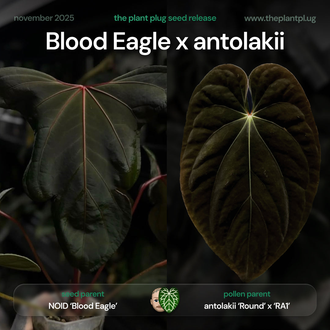 Anthurium Blood Eagle x antolakii • germinated seeds