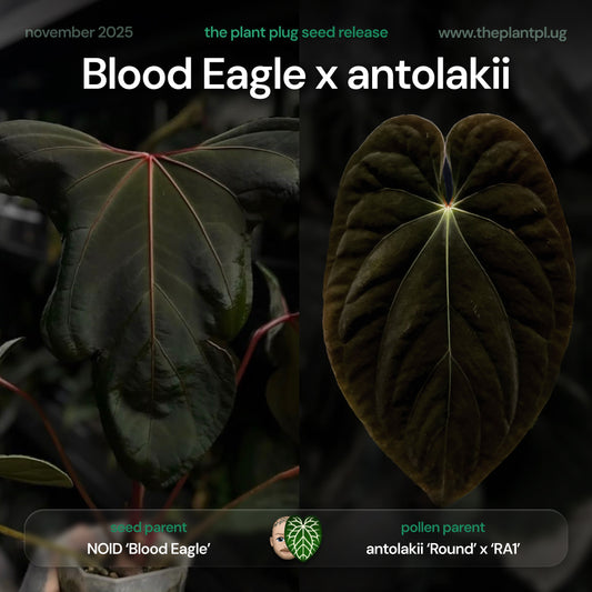 Anthurium Blood Eagle x antolakii • germinated seeds