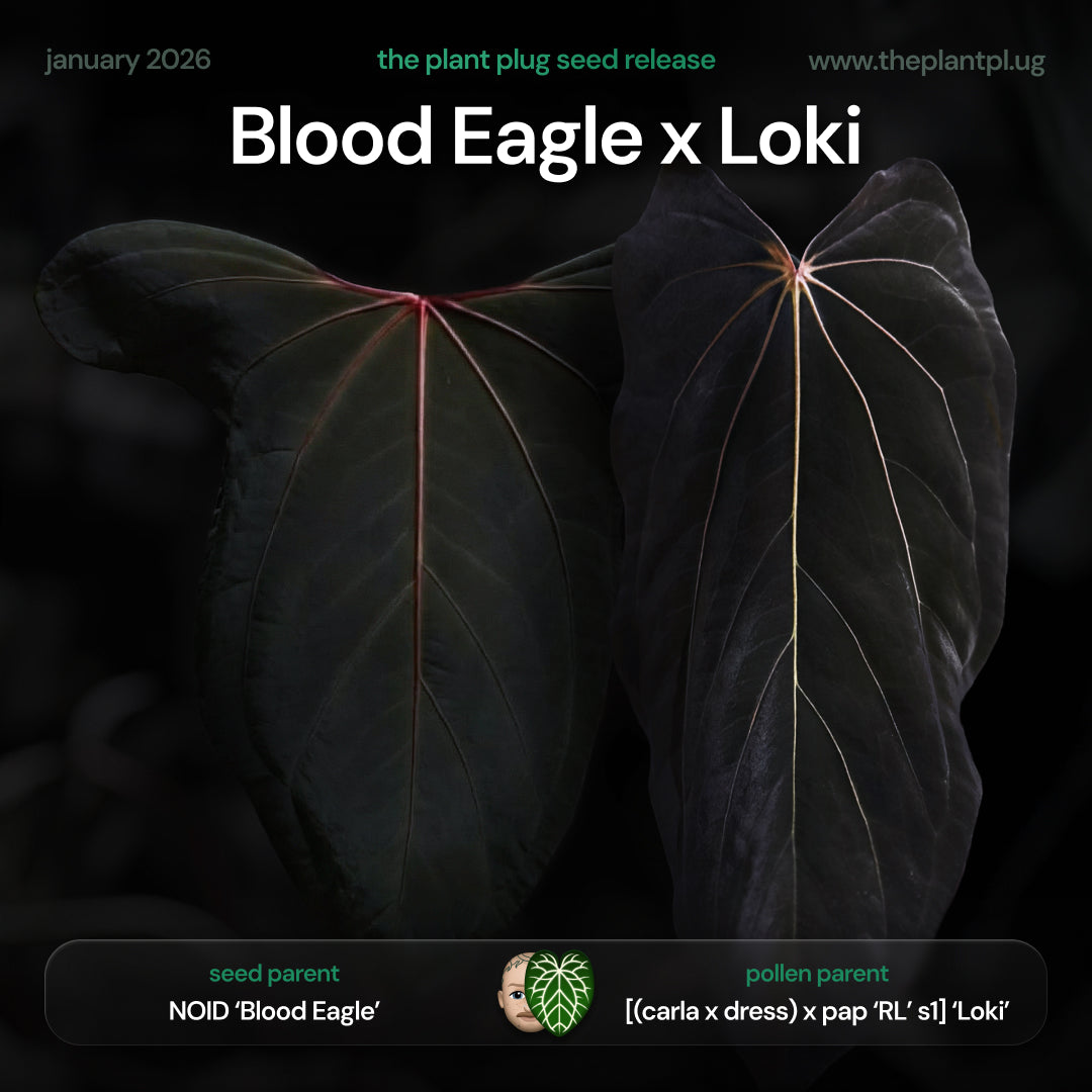 Blood Eagle x Loki • germinated seeds