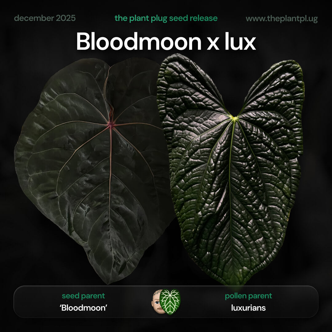 Anthurium Bloodmoon x luxurians • germinated seeds