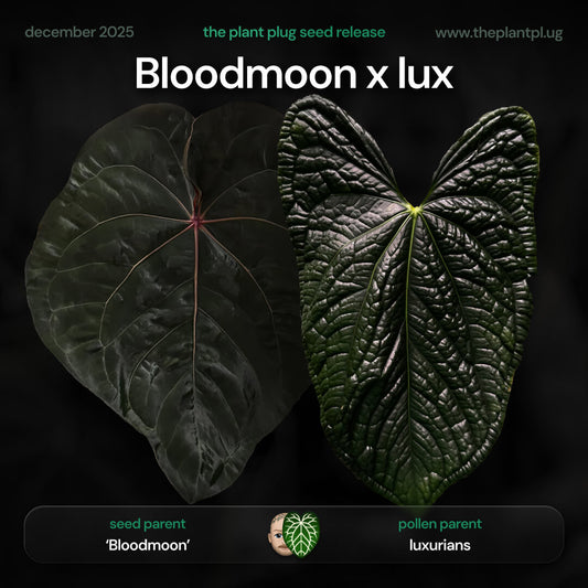 Anthurium Bloodmoon x luxurians • germinated seeds