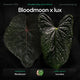 Anthurium Bloodmoon x luxurians • germinated seeds