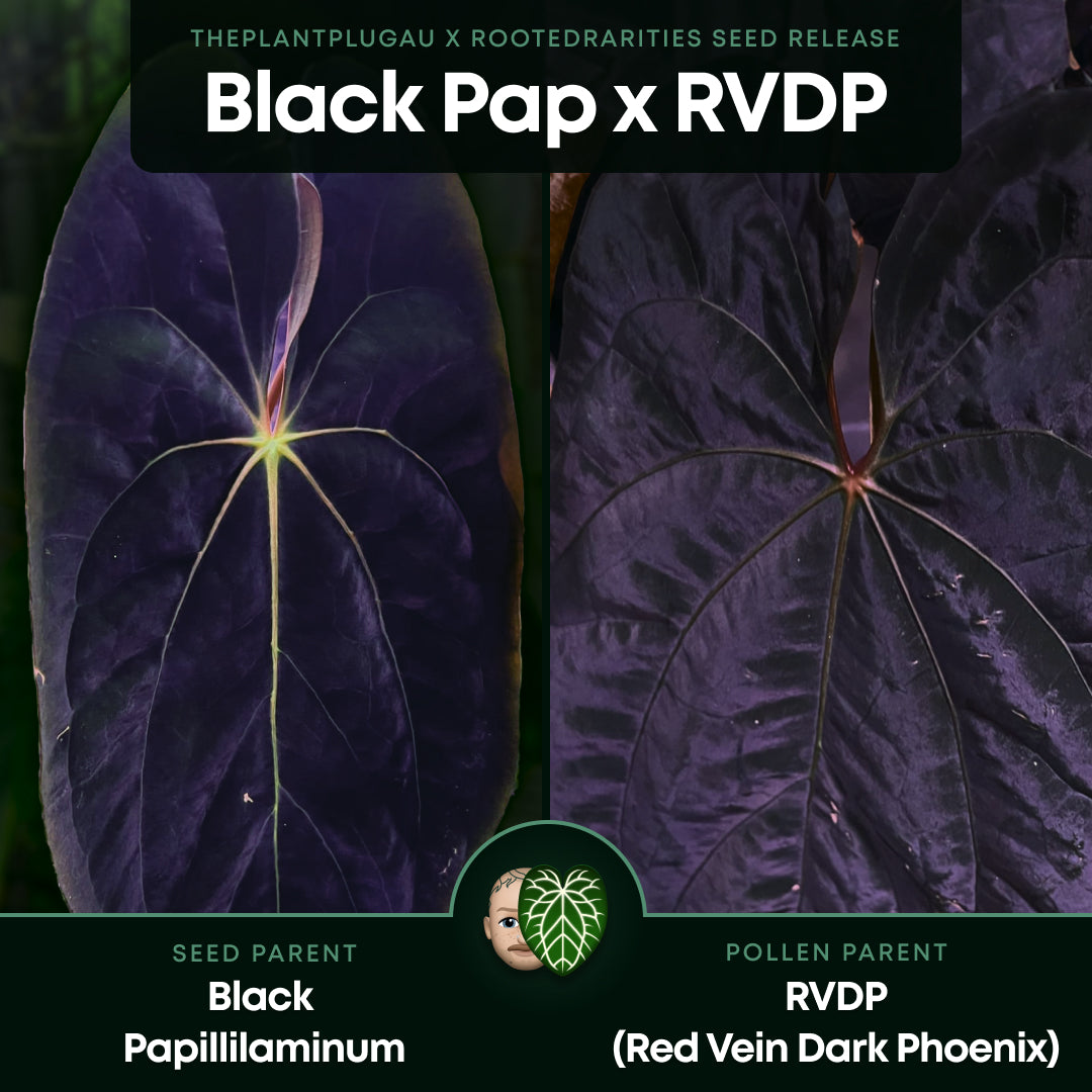anthurium dark phoenix red vein Anthurium papillilaminum 'Black pap' x 'RVDP / Red Vein Dark Phoenix' – The Plant Plug