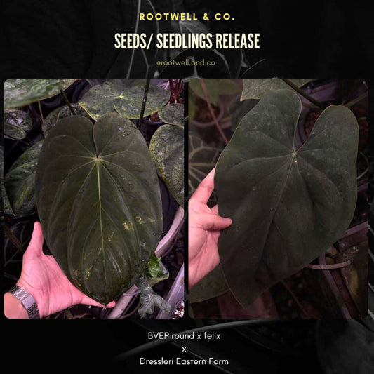 Anthurium antolakii ('Round' x 'Felix') x dressleri aff. 'Eastern Dress'