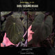 Anthurium antolakii ('Round' x 'Felix') x dressleri aff. 'Eastern Dress'