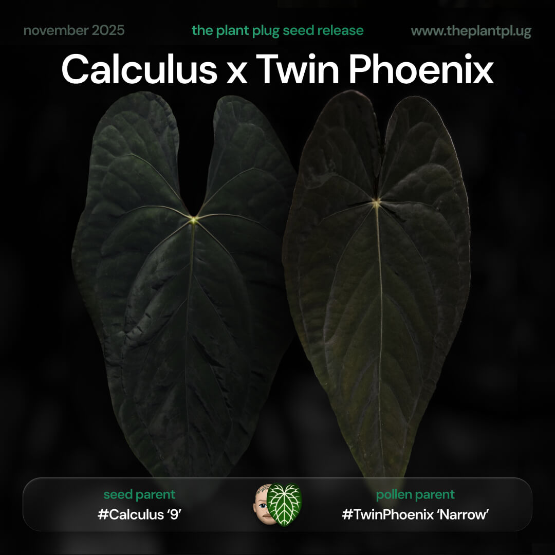 Anthurium Calculus x Twin Phoenix • germinated seeds