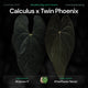 Anthurium Calculus x Twin Phoenix • germinated seeds