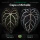 Anthurium Cape Oasis x Michelle • germinated seeds