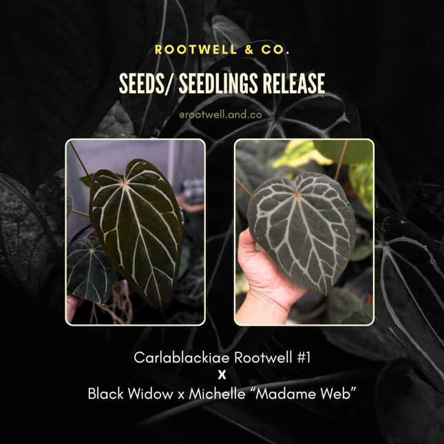Anthurium carlablackiae x ('Black Widow' x 'Michelle) • select