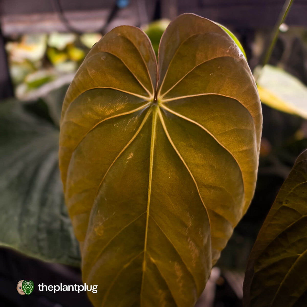 Anthurium [(carlablackiae x dressleri 'RG') x antolakii 'Blackwell'] '2' • select clone