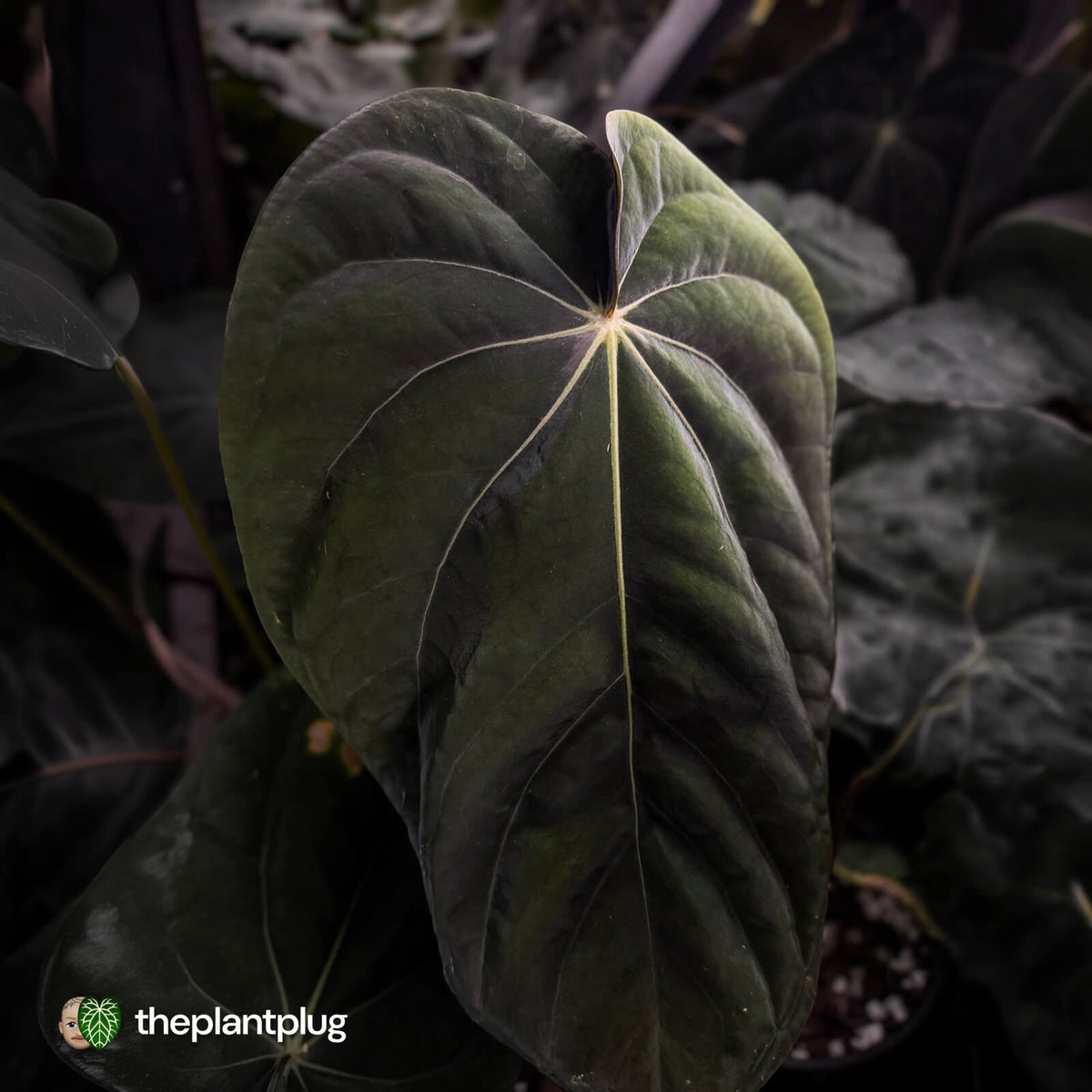 Anthurium [(carlablackiae x dressleri 'RG') x antolakii 'Blackwell'] '2' • select clone