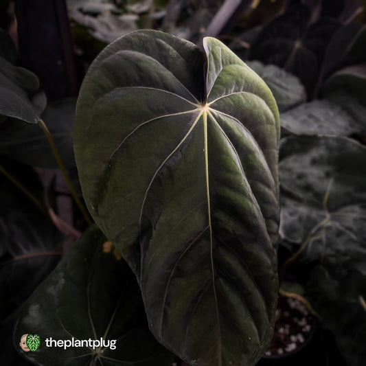 Anthurium [(carlablackiae x dressleri 'RG') x antolakii 'Blackwell'] '2' • select clone
