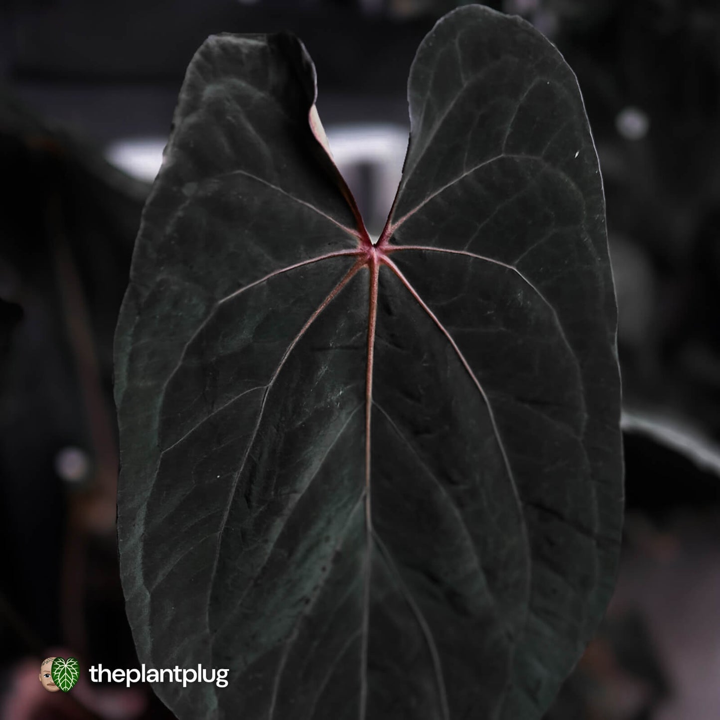 Anthurium Strawberry Vomit x carladress RLs1 • germinated seeds