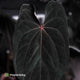 Anthurium Strawberry Vomit x carladress RLs1 • germinated seeds