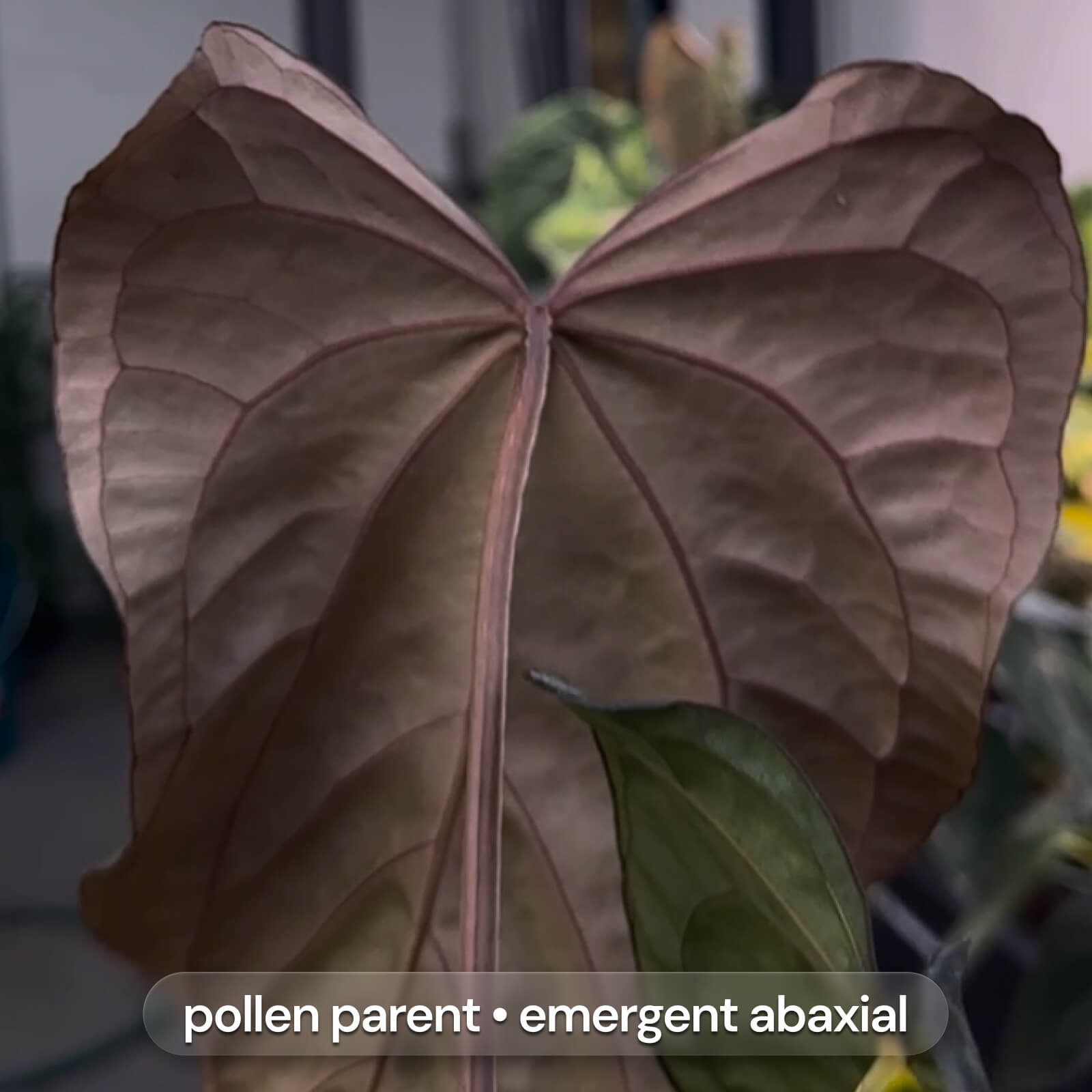 Anthurium FS BVEP x carladress RLself – The Plant Plug