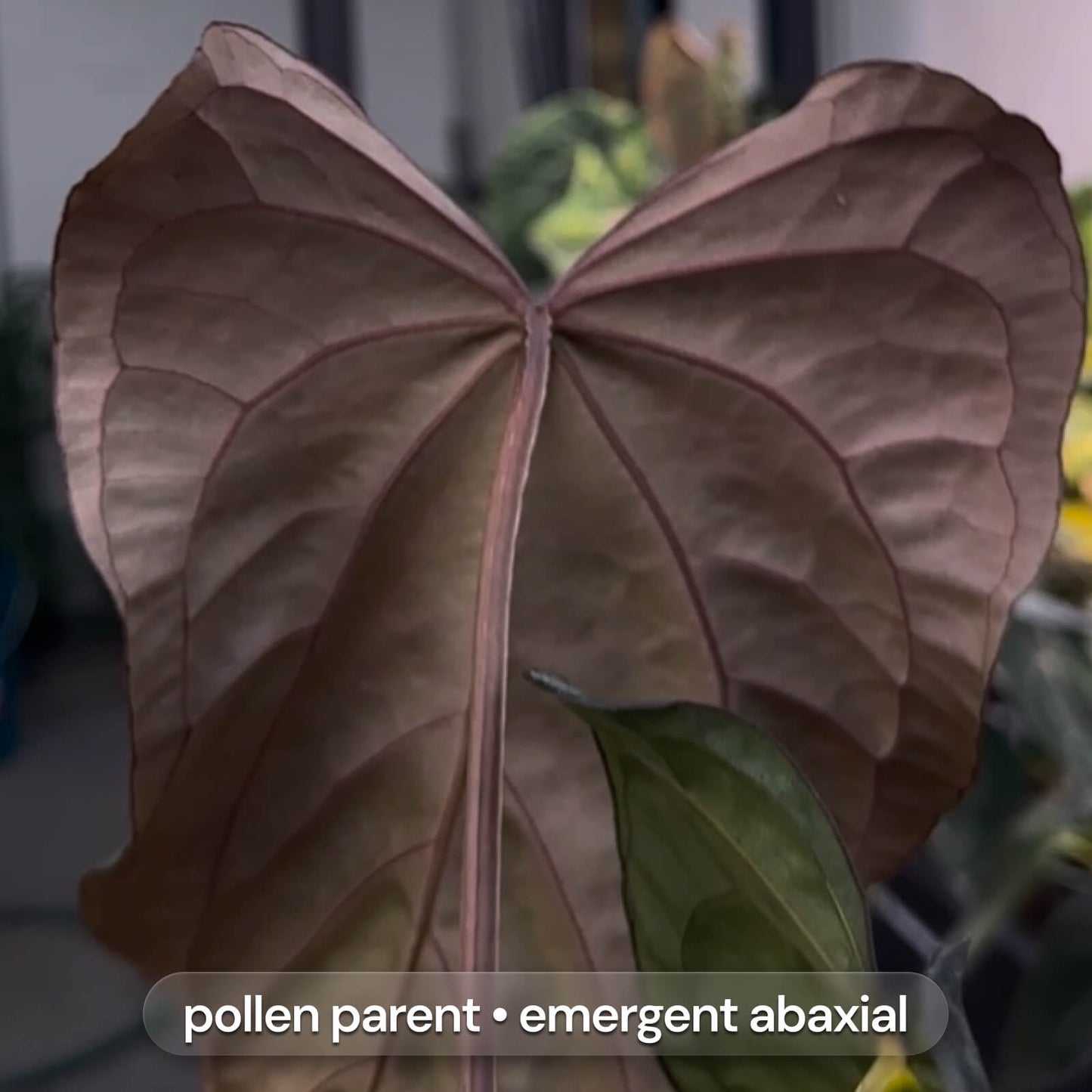 Anthurium FS BVEP x carladress RLself