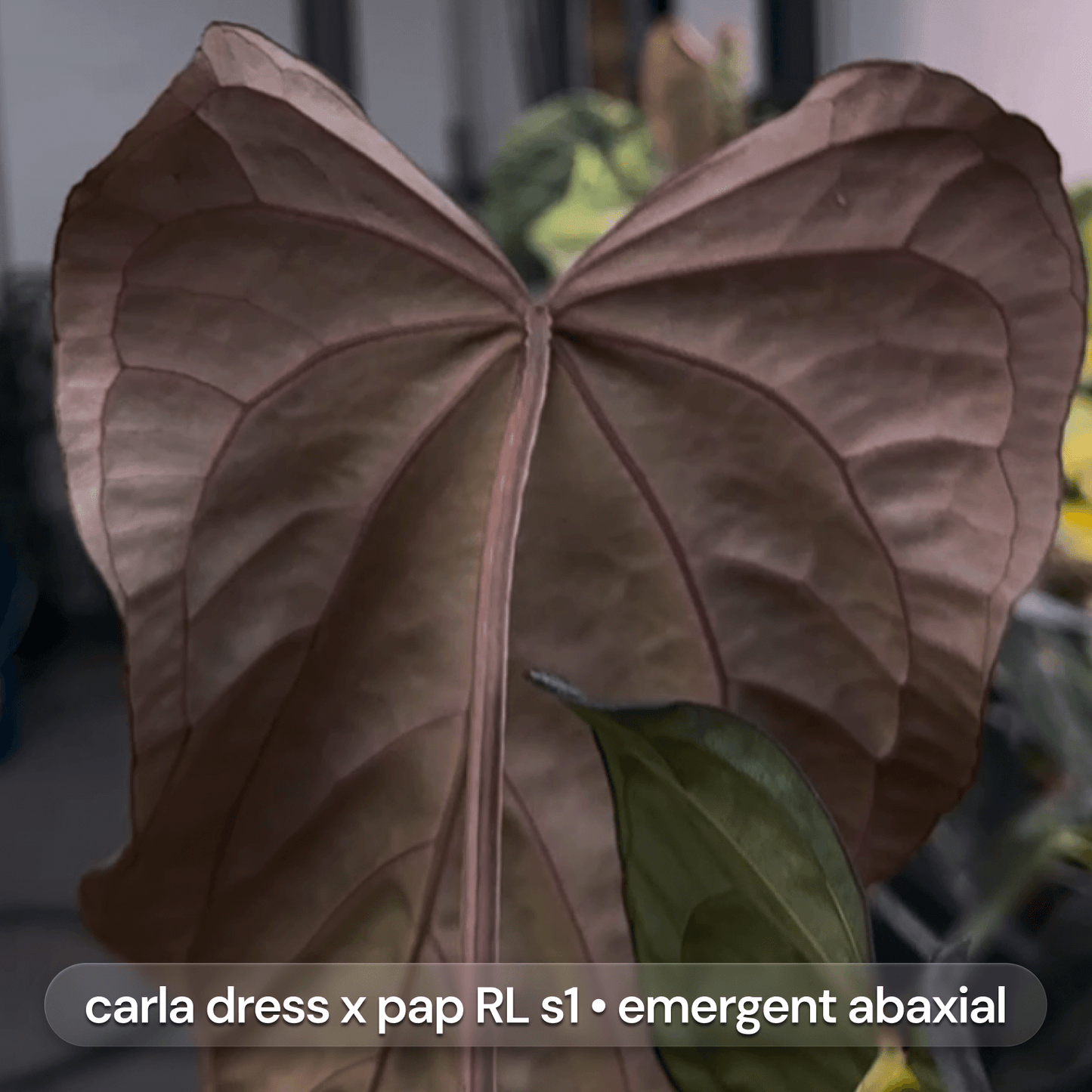 Anthurium Volcanic Ash x carladress RLself • germinated seeds