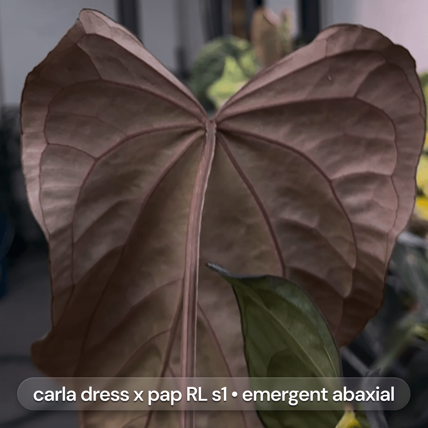 Anthurium Volcanic Ash x carladress RLself • germinated seeds
