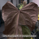 Anthurium Volcanic Ash x carladress RLself • germinated seeds