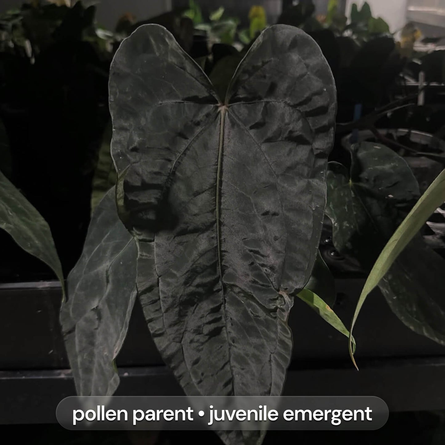 Anthurium FS BVEP x carladress RLself