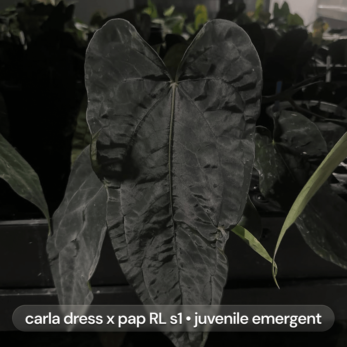 Anthurium Volcanic Ash x carladress RLself • germinated seeds