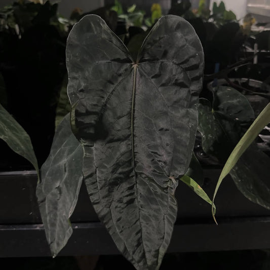 Anthurium (carla x dress) x (pap 'RL' x self) • select holdback