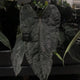 Anthurium (carla x dress) x (pap 'RL' x self) • select holdback