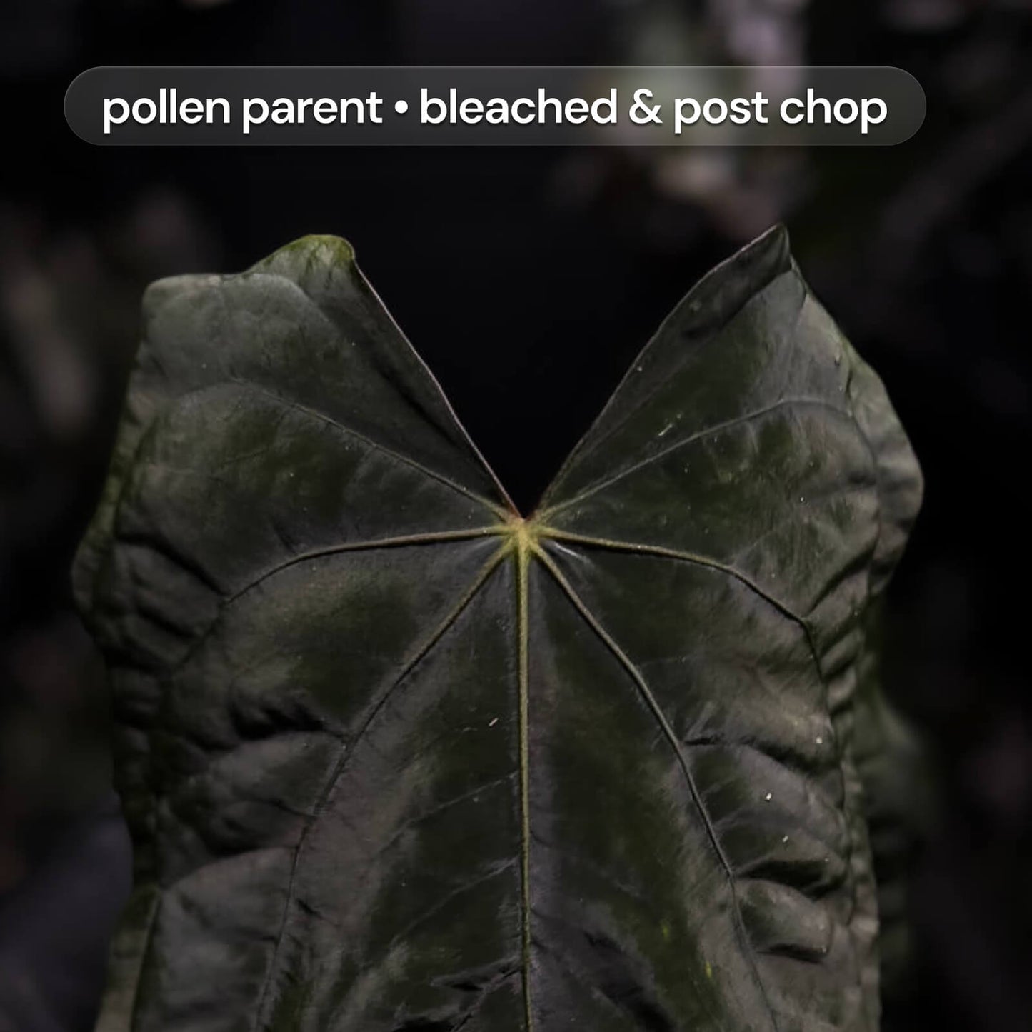 Anthurium FS BVEP x carladress RLself