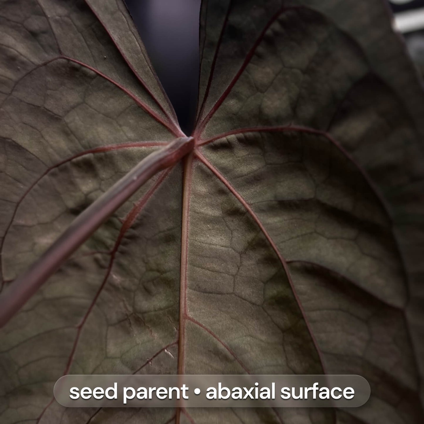 Anthurium carla dress x RLself f2 • germinated seeds