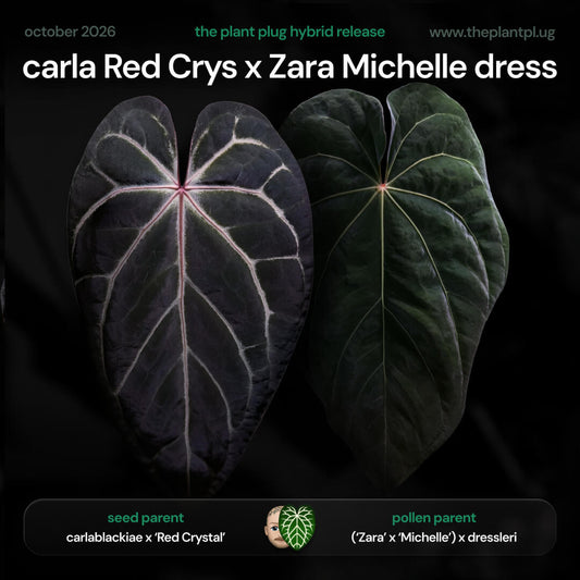 Anthurium (carlablackiae x 'Red Crystal') x (Zara Michelle x dressleri) • germinated seeds