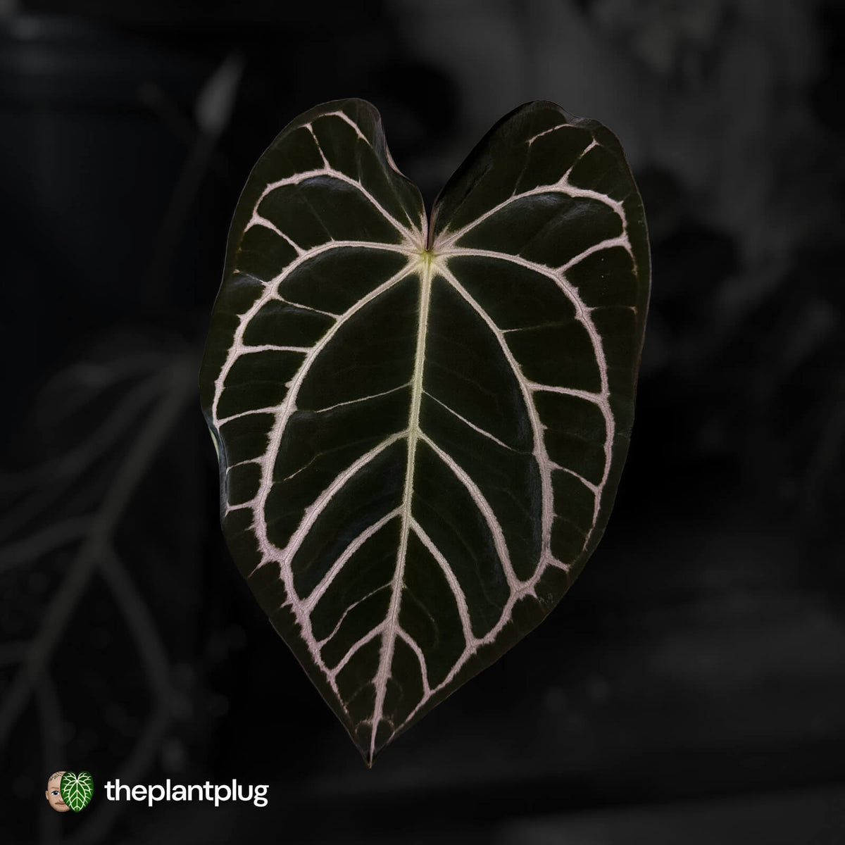 Anthurium carlablackiae 'TPP1' • mother plant clone