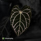 Anthurium carlablackiae 'TPP1' • mother plant clone